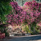 Ikaria/Greece - Beautiful Oleander in Xylosirtis