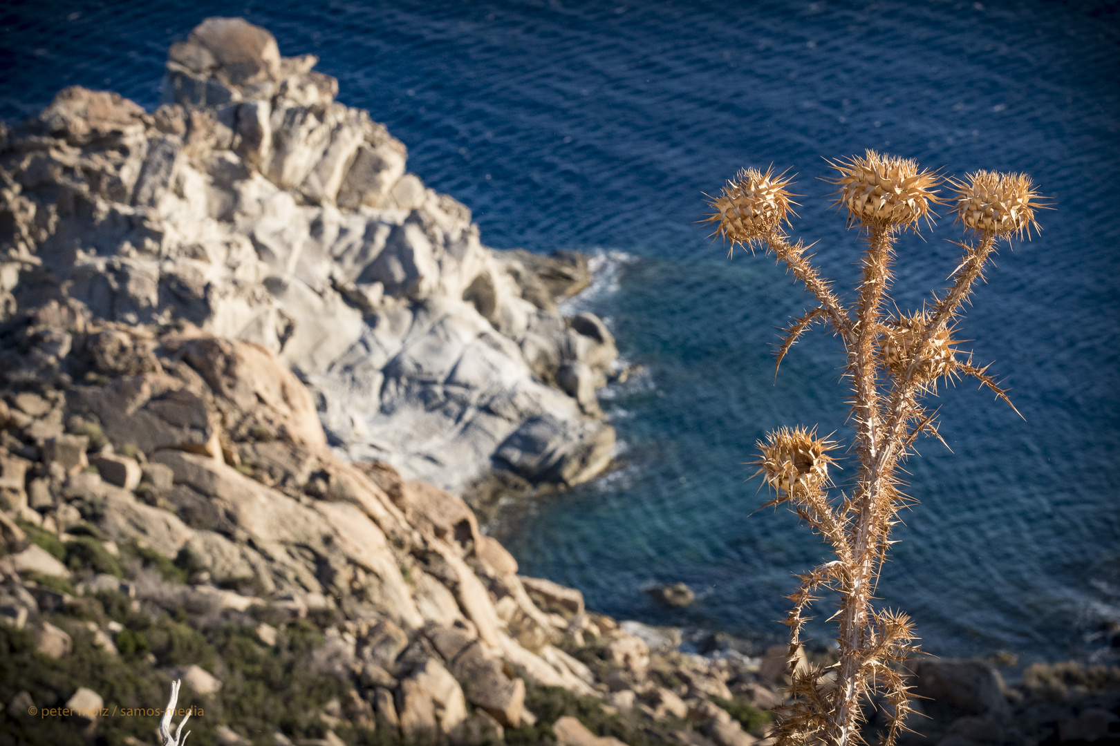 Ikaria/Griechenland - Disteln an der Südküste bei Karkinagri