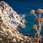 Ikaria/Griechenland - Disteln an der Südküste bei Karkinagri