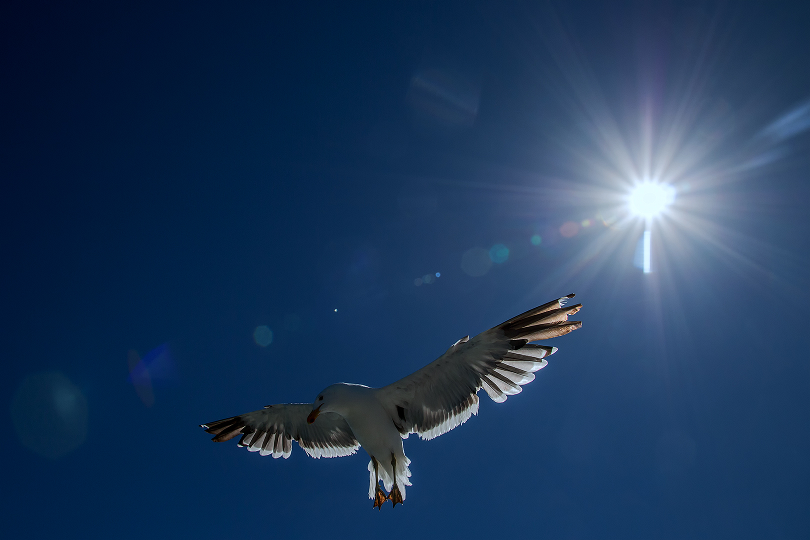 Ikarus... Foto & Bild world, natur, namibia Bilder auf