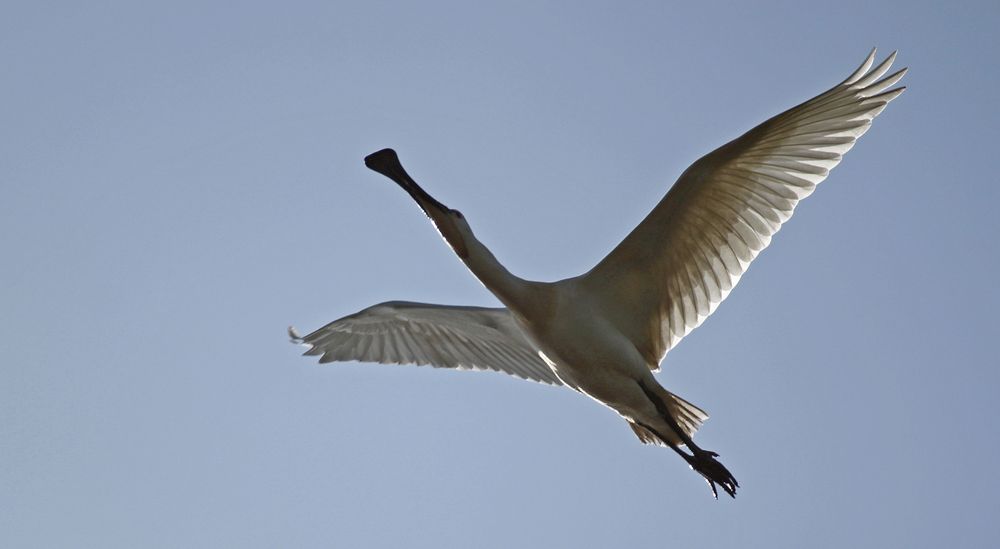 Ikarus unter der Sonne