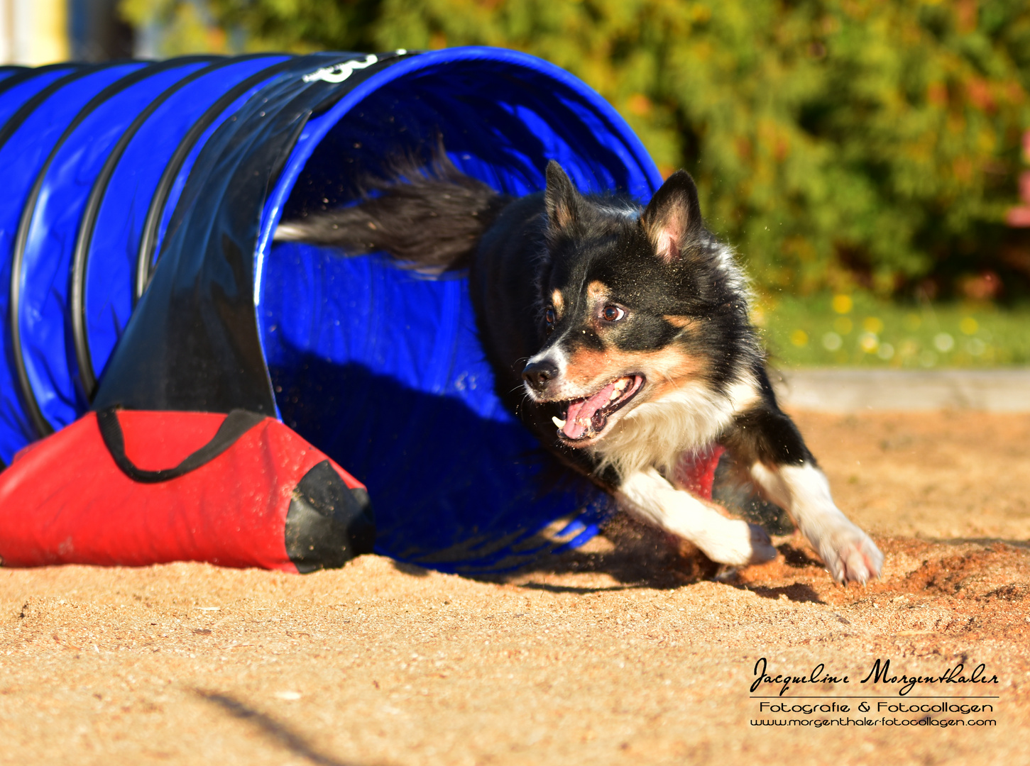 Ike Border Collie