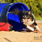 Ike Border Collie