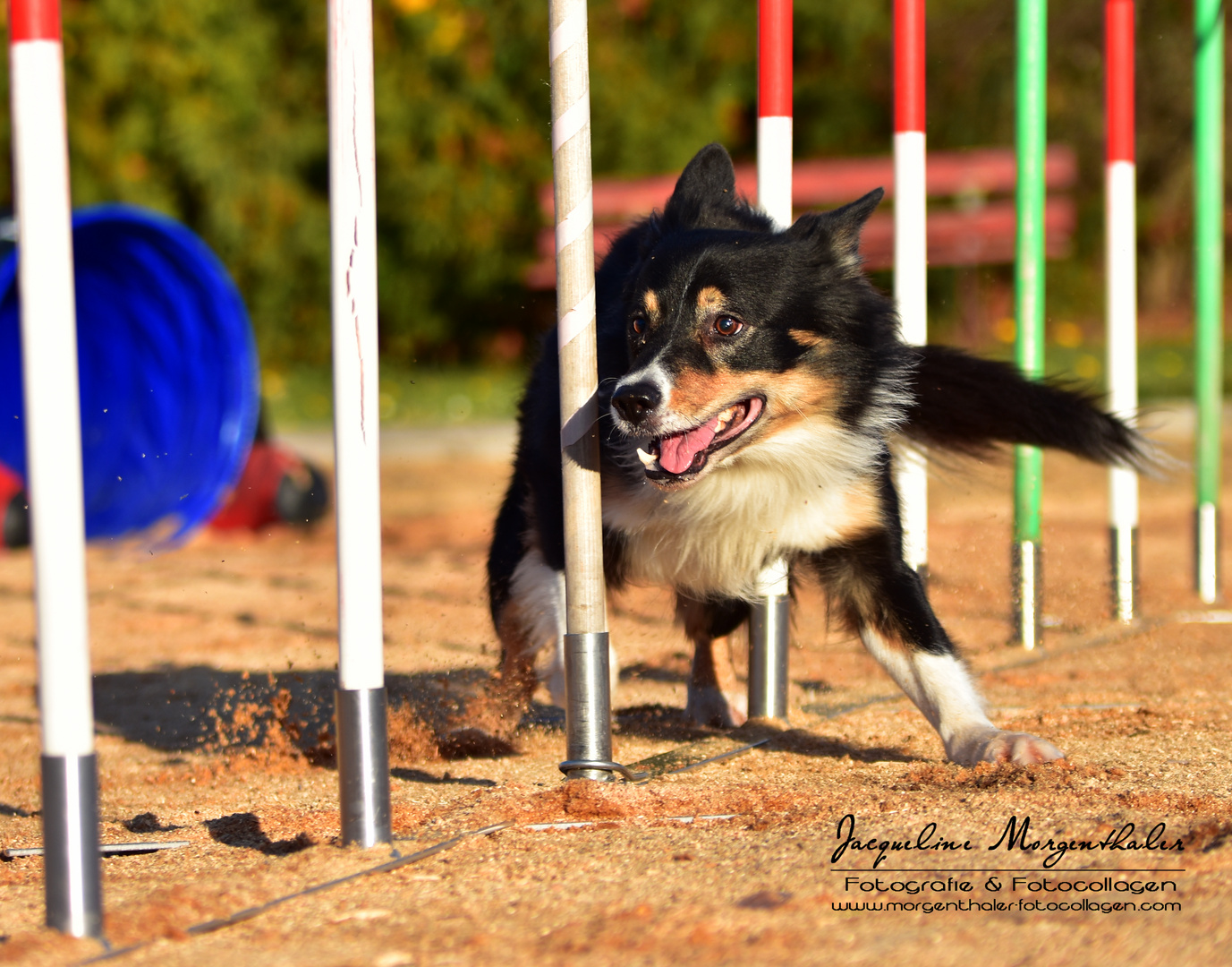 Ike Border Collie