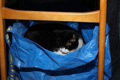 IKEA-Katze ;)