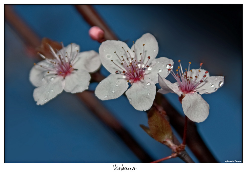 Ikebana