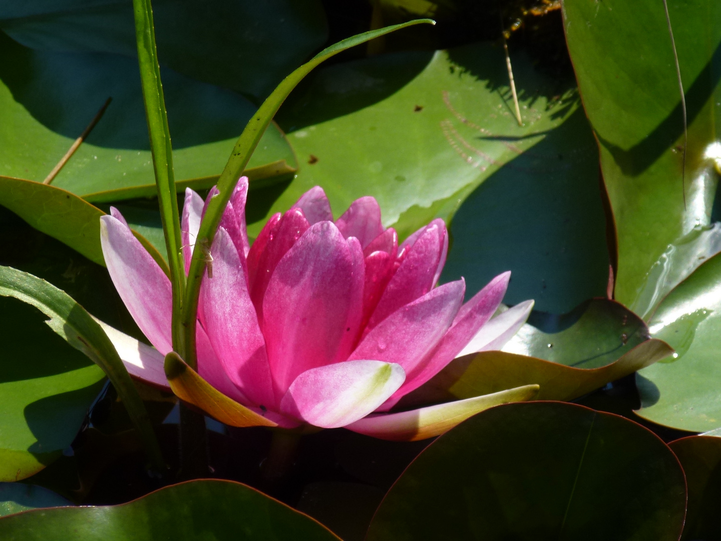 Ikebana an Seerose