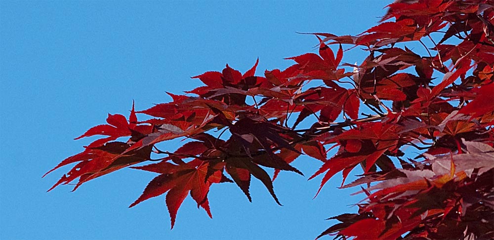 Ikebana der Natur