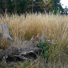 Ikebana der Natur