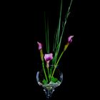 Ikebana mit Calla