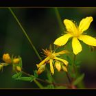 Ikebana Naturel