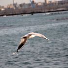 Il 31 a Bari .... 23 gradi e i gabbiani