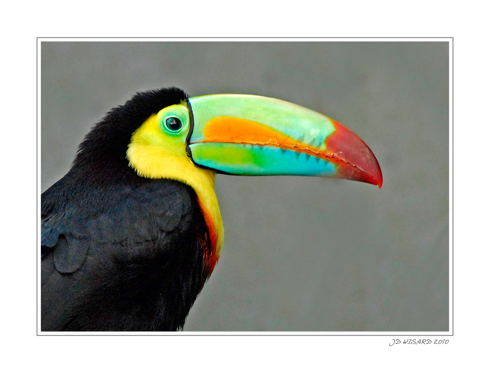 .....Il a de quoi être fier ce toucan...!!!