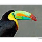 .....Il a de quoi être fier ce toucan...!!!