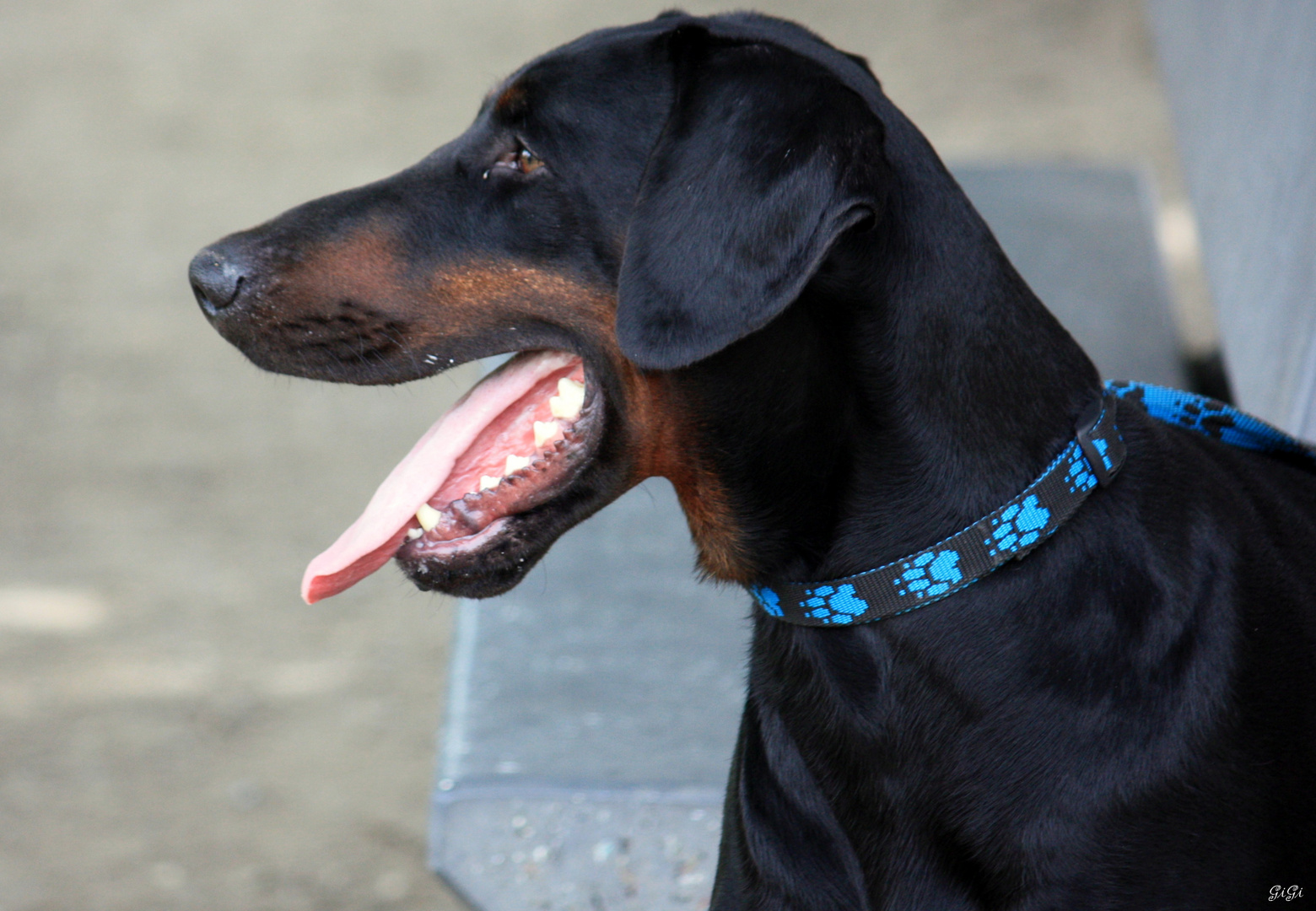 "Il a du chien " !!!