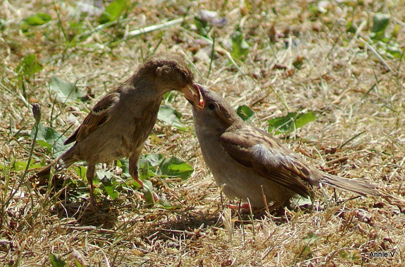 Il a faim ce petio !