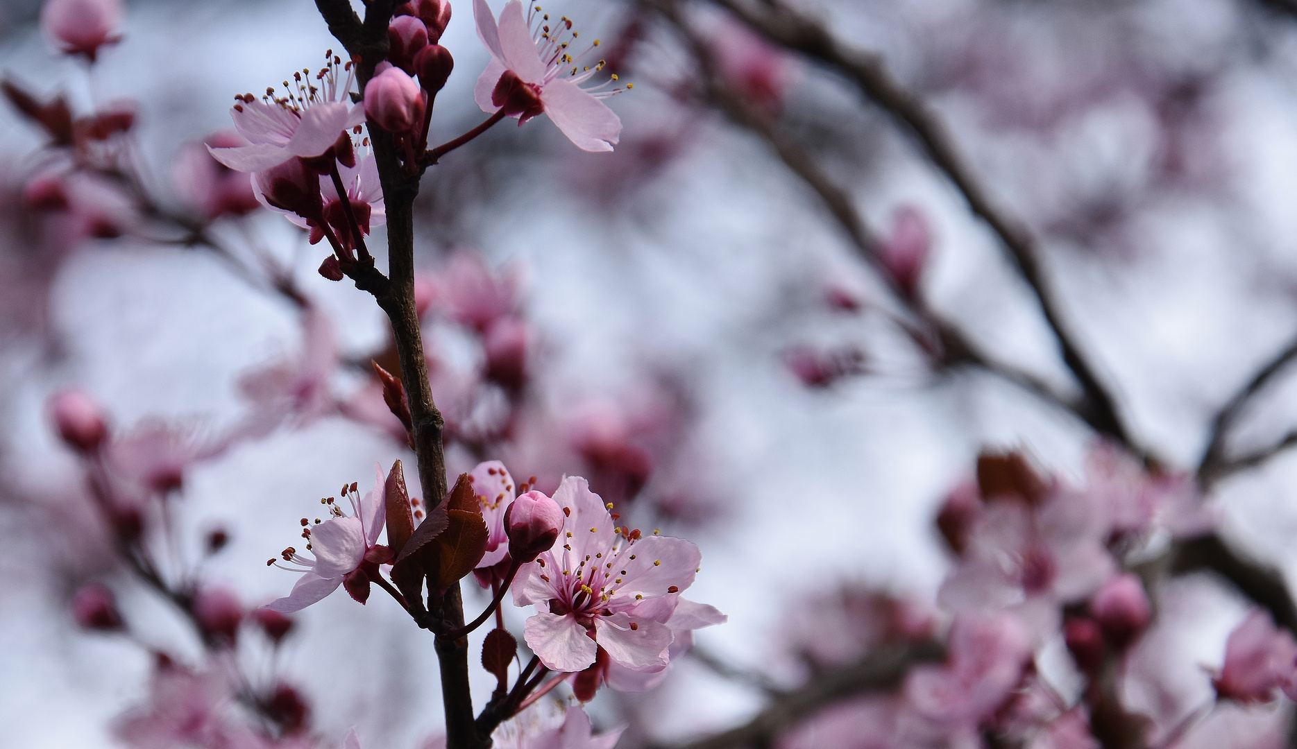 Il arrive.....le printemps.