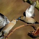 Il "bacio"...