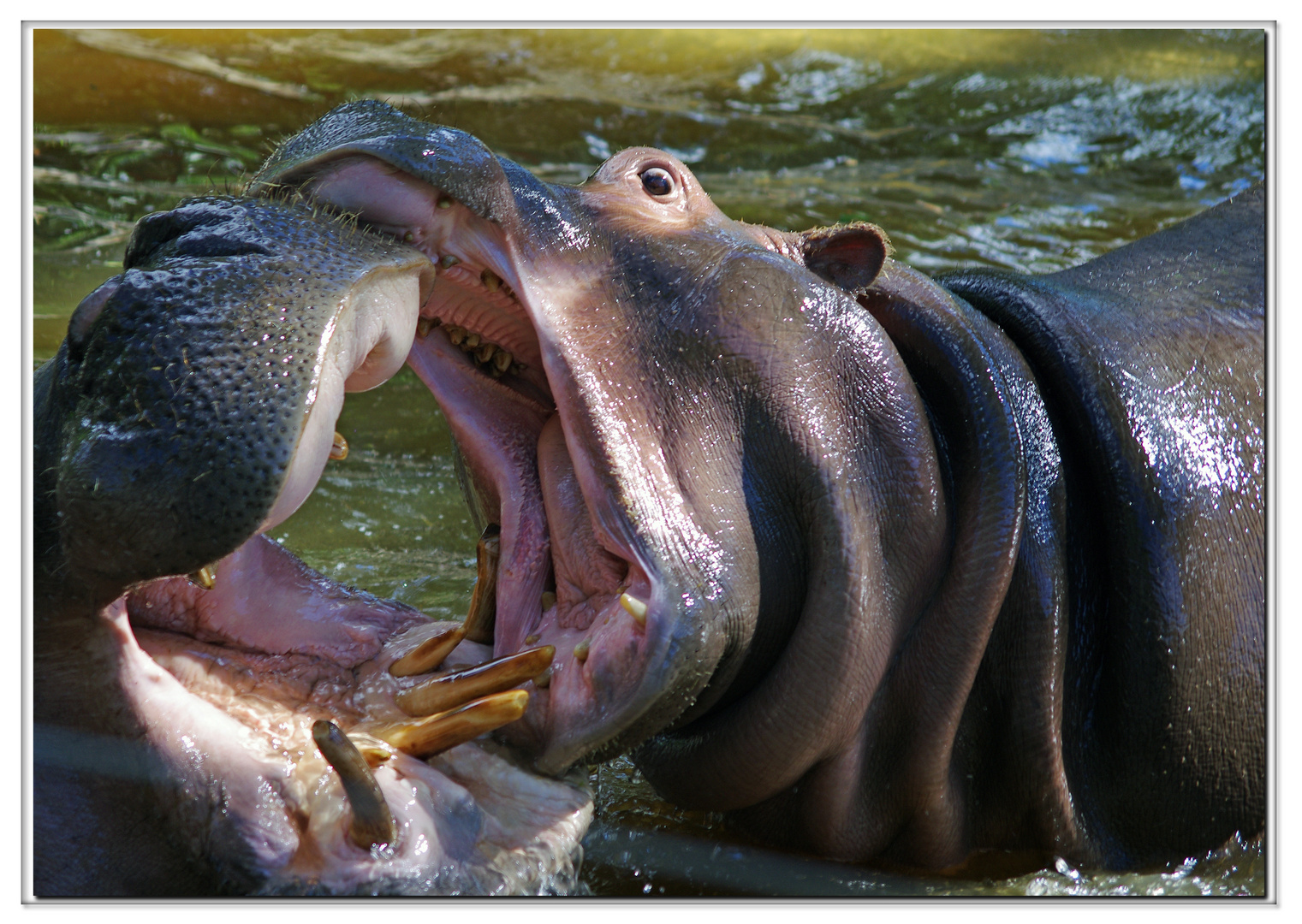 il bacio del ippopotamo....