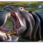 il bacio del ippopotamo....