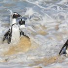 Il bagno è terminato - Boulders Beach - South Africa