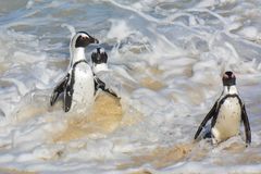 Il bagno è terminato - Boulders Beach - South Africa