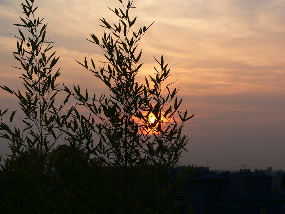 Il bambu scolpito dal sole....