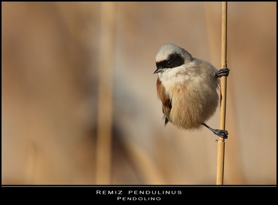 Il bandito del canneto