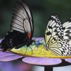 il bar delle farfalle