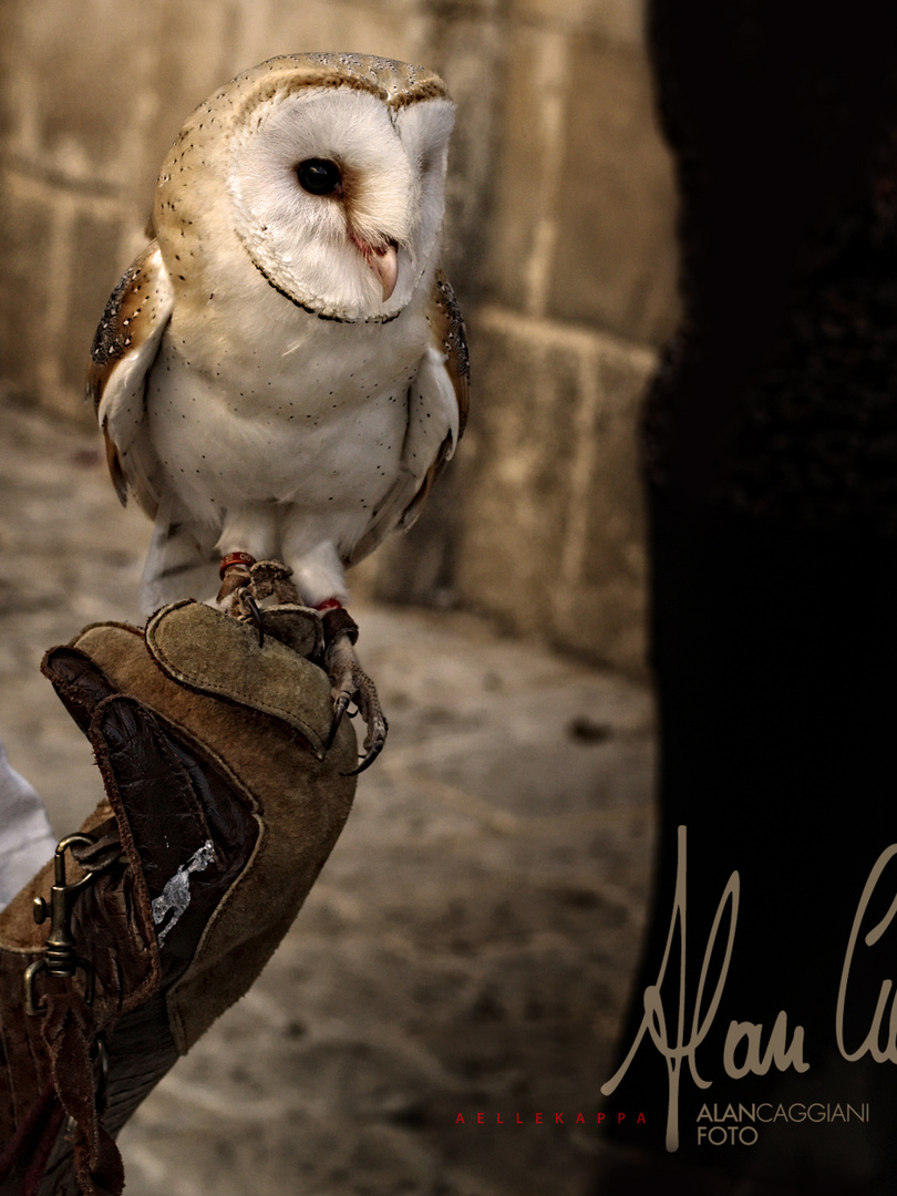 Il Barbagianni dei falconieri