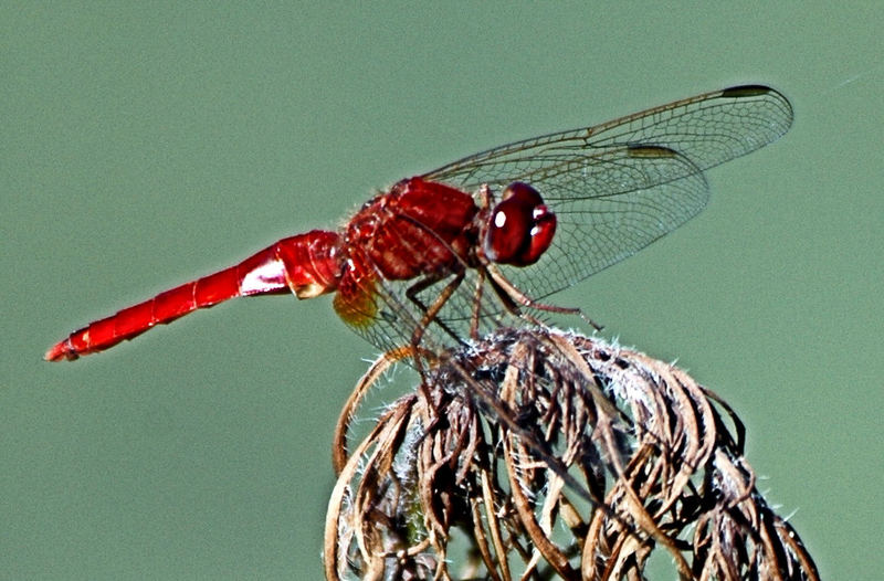 il barone rosso