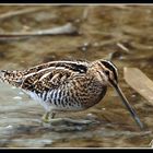 Il Beccaccino (Gallinago gallinago)