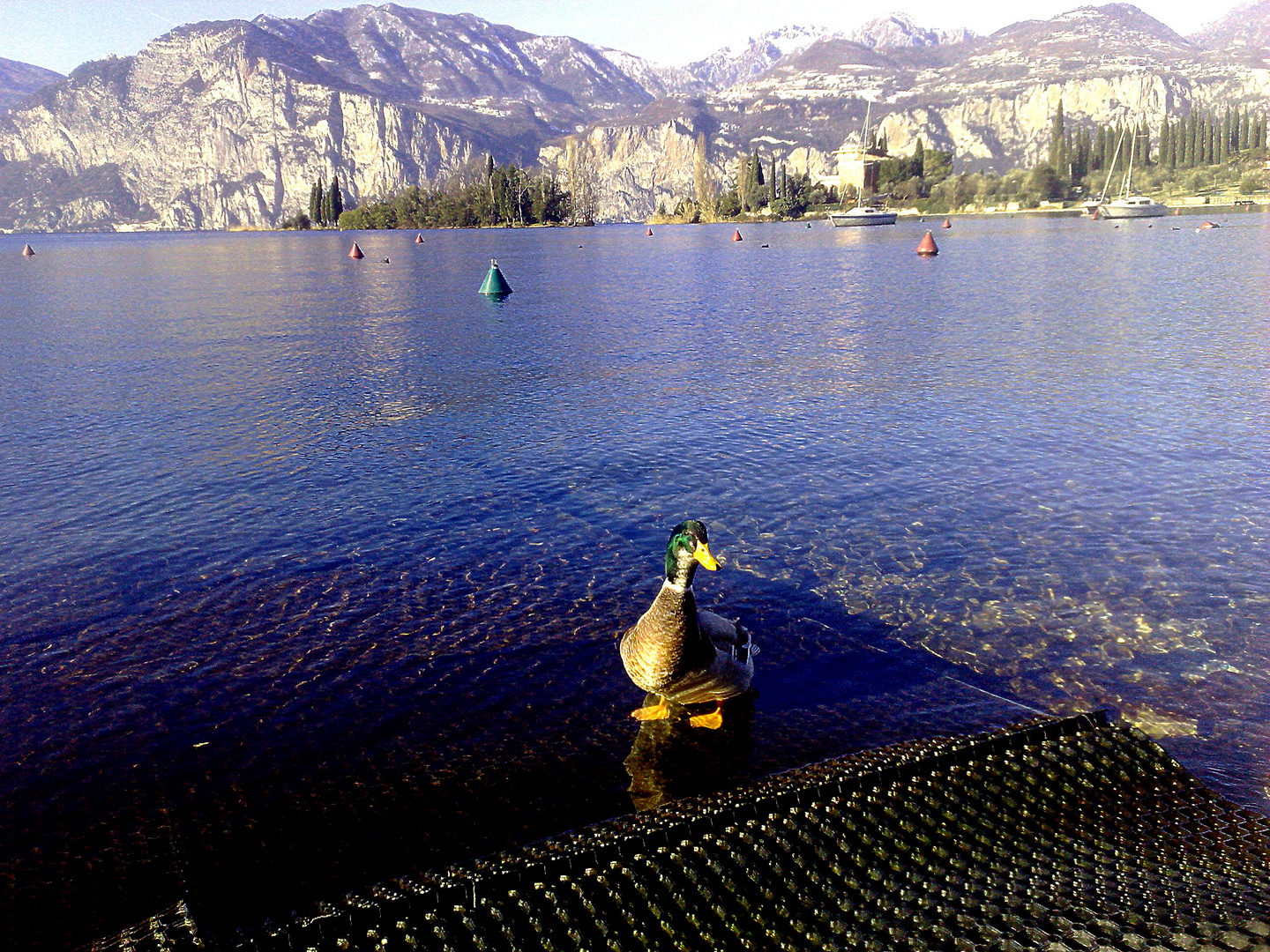 Il bell'anatroccolo che si diletta nelle gelide ma limpide acque invernali del lago di Garda