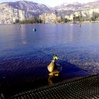Il bell'anatroccolo che si diletta nelle gelide ma limpide acque invernali del lago di Garda