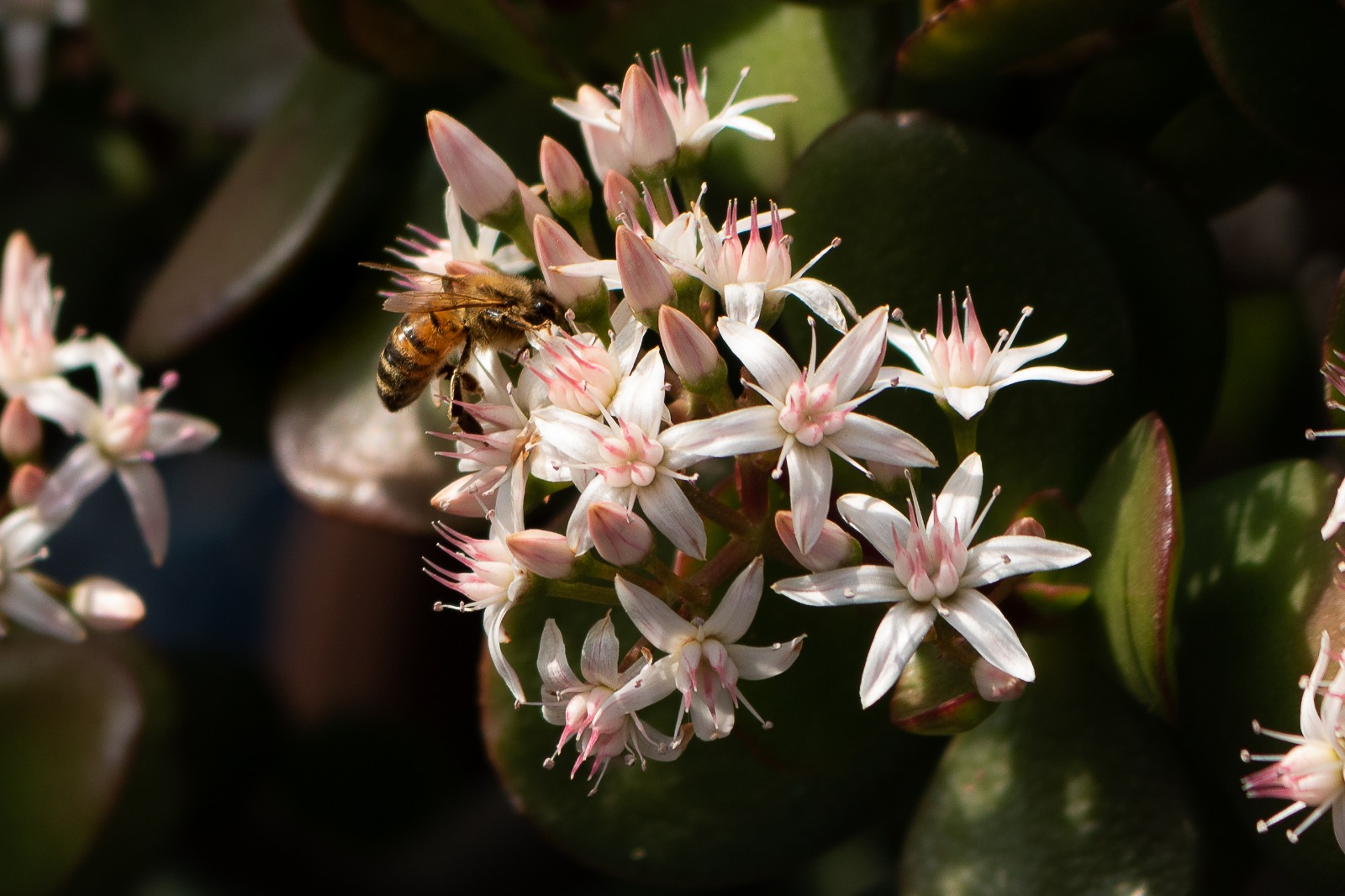 il bello della natura