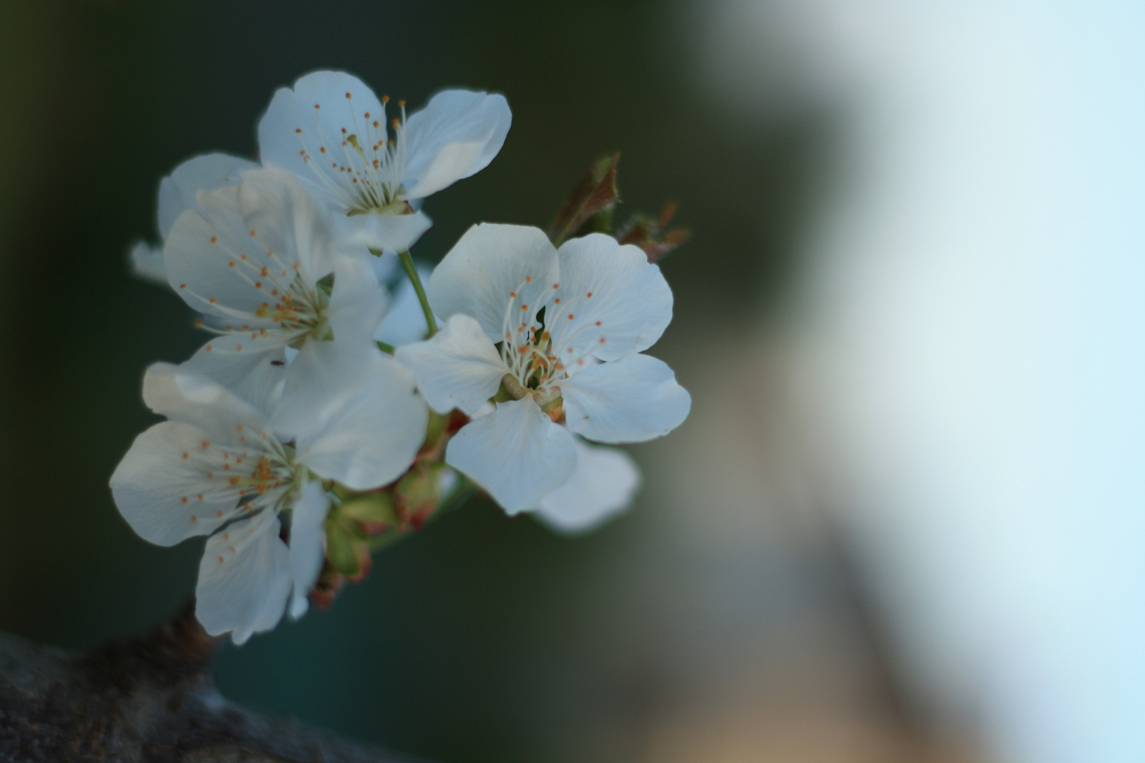 Il bello della Primavera