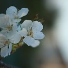 Il bello della Primavera