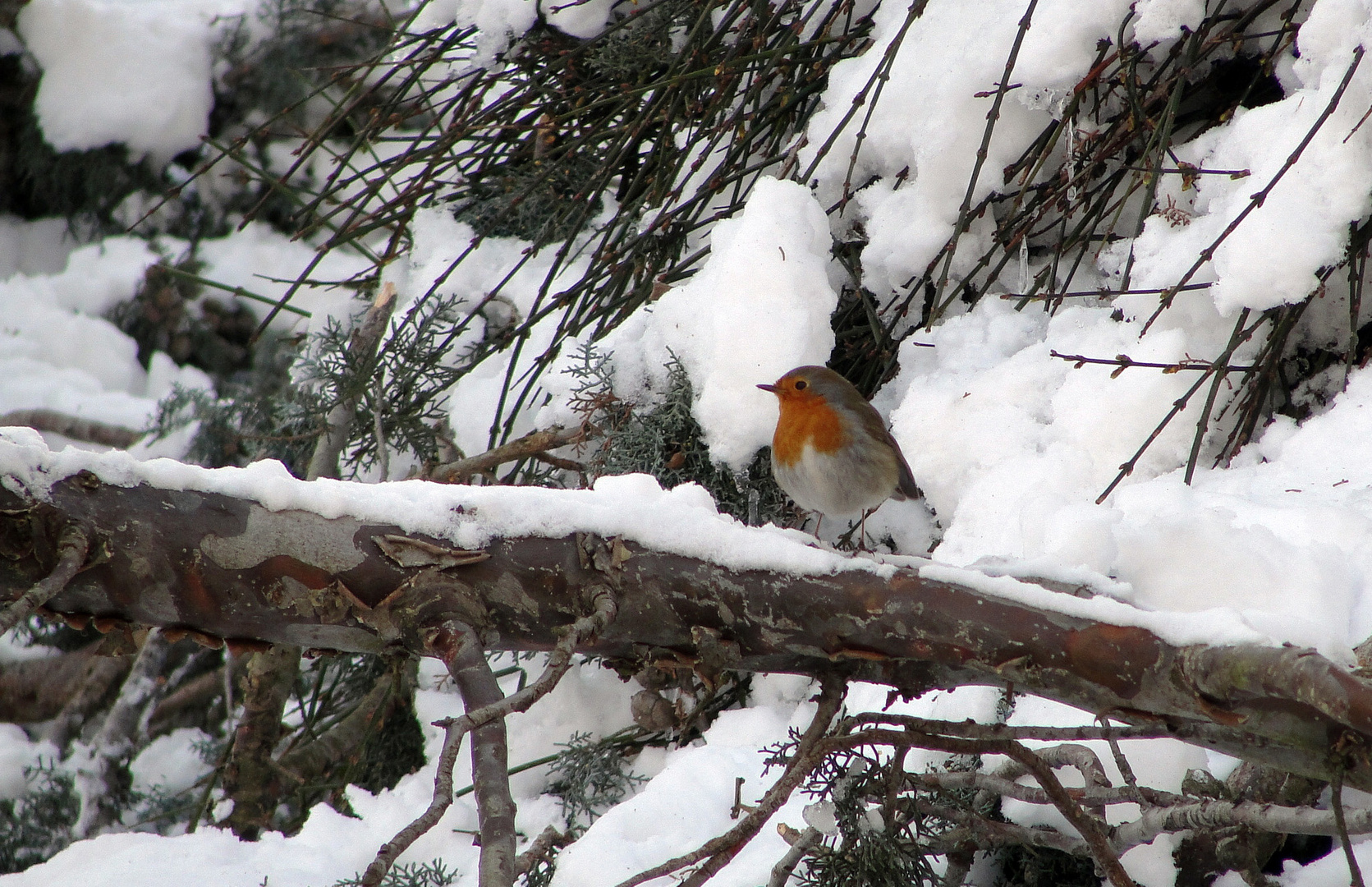 IL "BELLO" DELL'INVERNO !