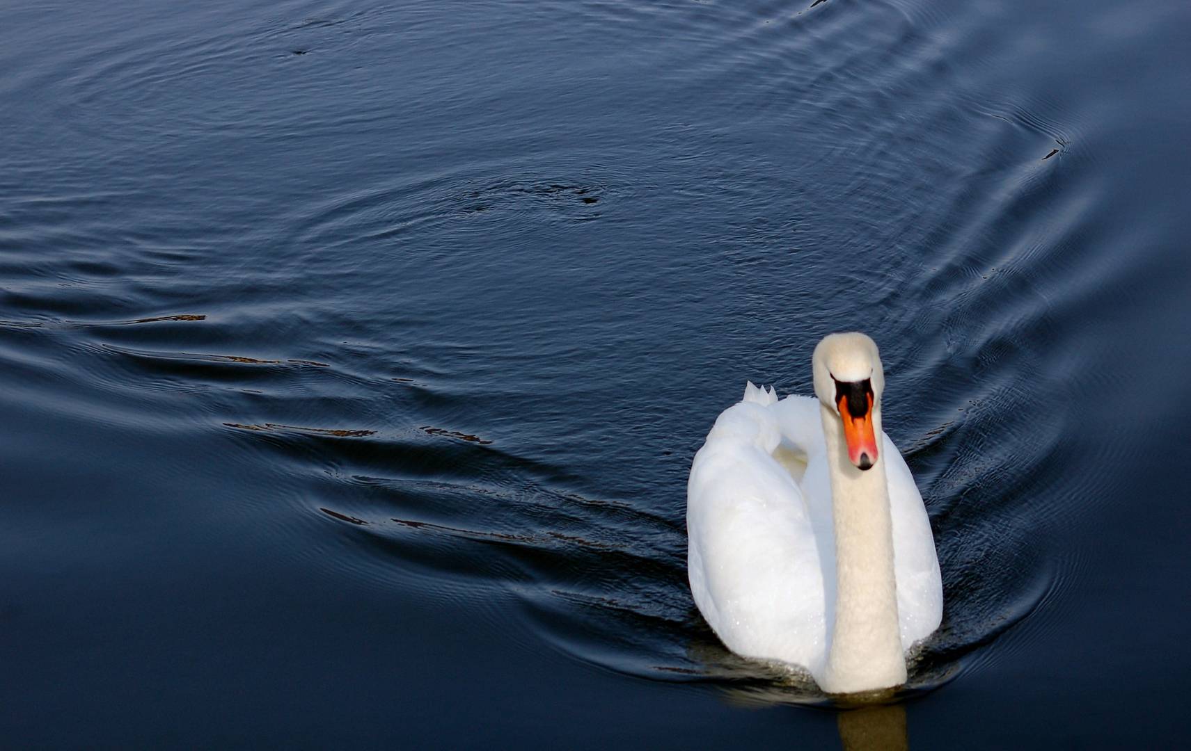 il bello nel blu