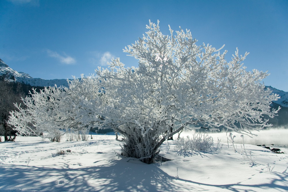 Il bianco albero