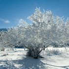 Il bianco albero