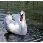 Il bianco cigno in mezzo al lago