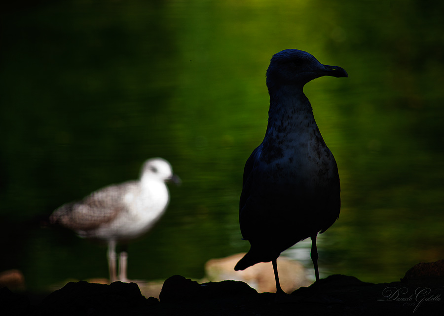 Il bianco e il nero