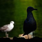 Il bianco e il nero