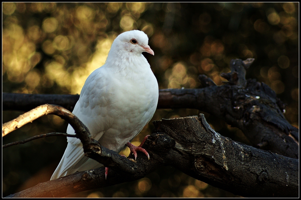 Il bianco non "spara"?