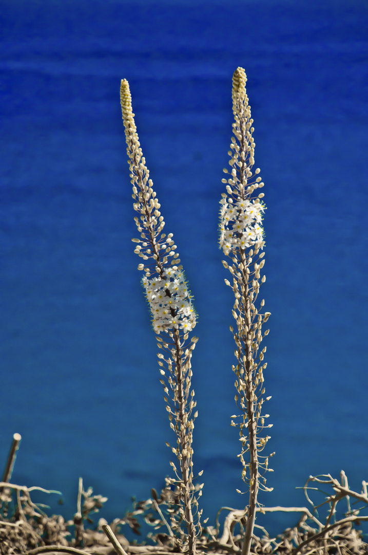 Il bleu del mare greco