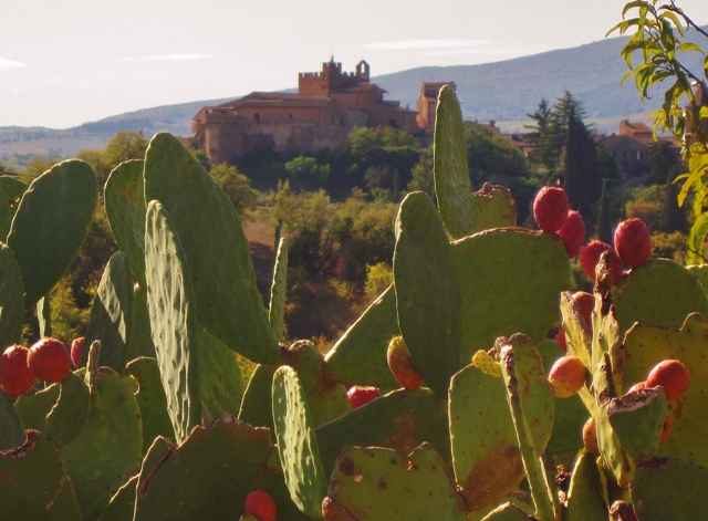 Il borgo medievale di Certaldo Alto (Firenze) in Toscana, tra i fichi d'india!