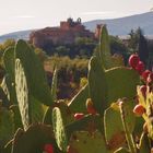Il borgo medievale di Certaldo Alto (Firenze) in Toscana, tra i fichi d'india!