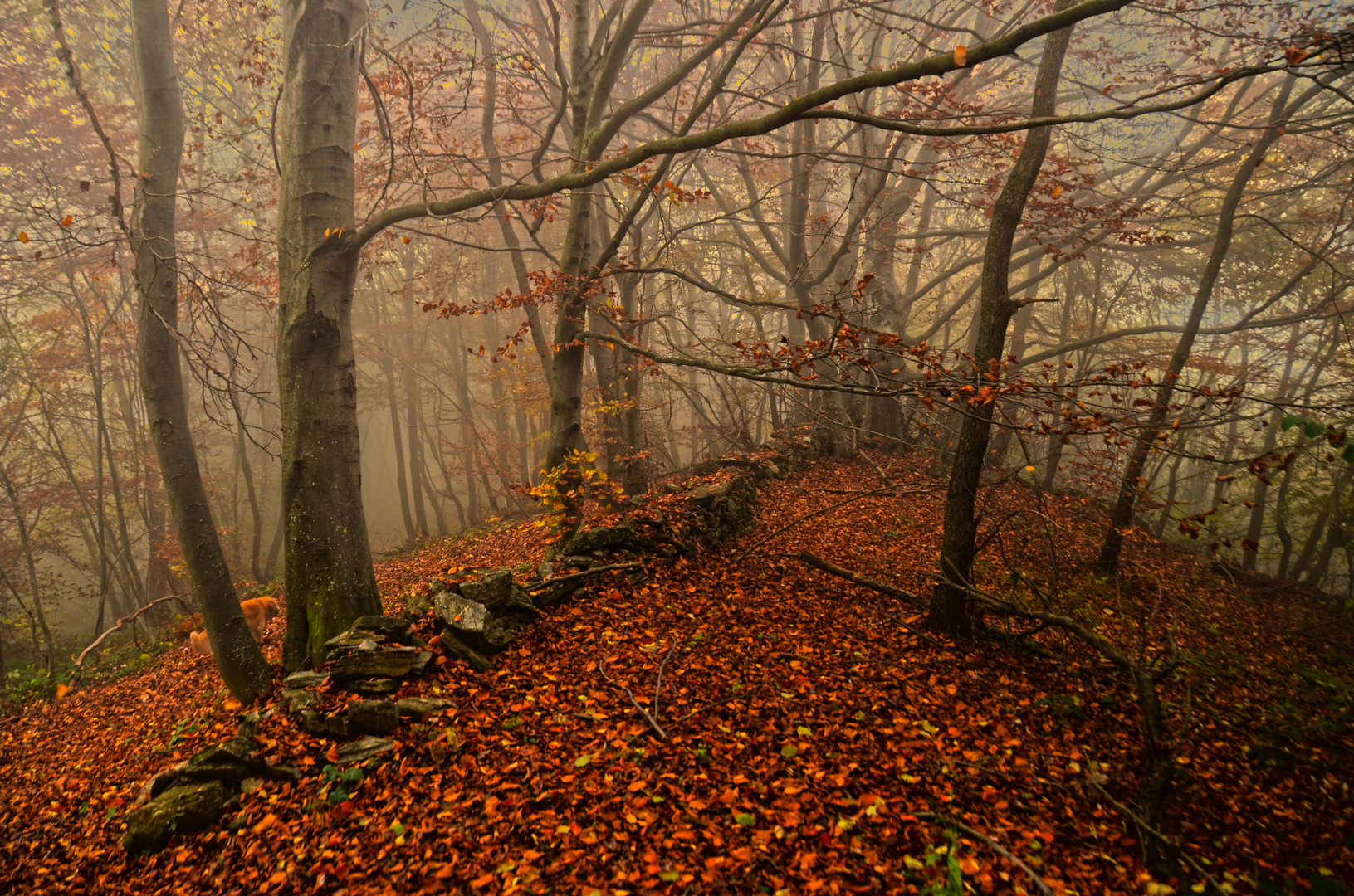 Il bosco