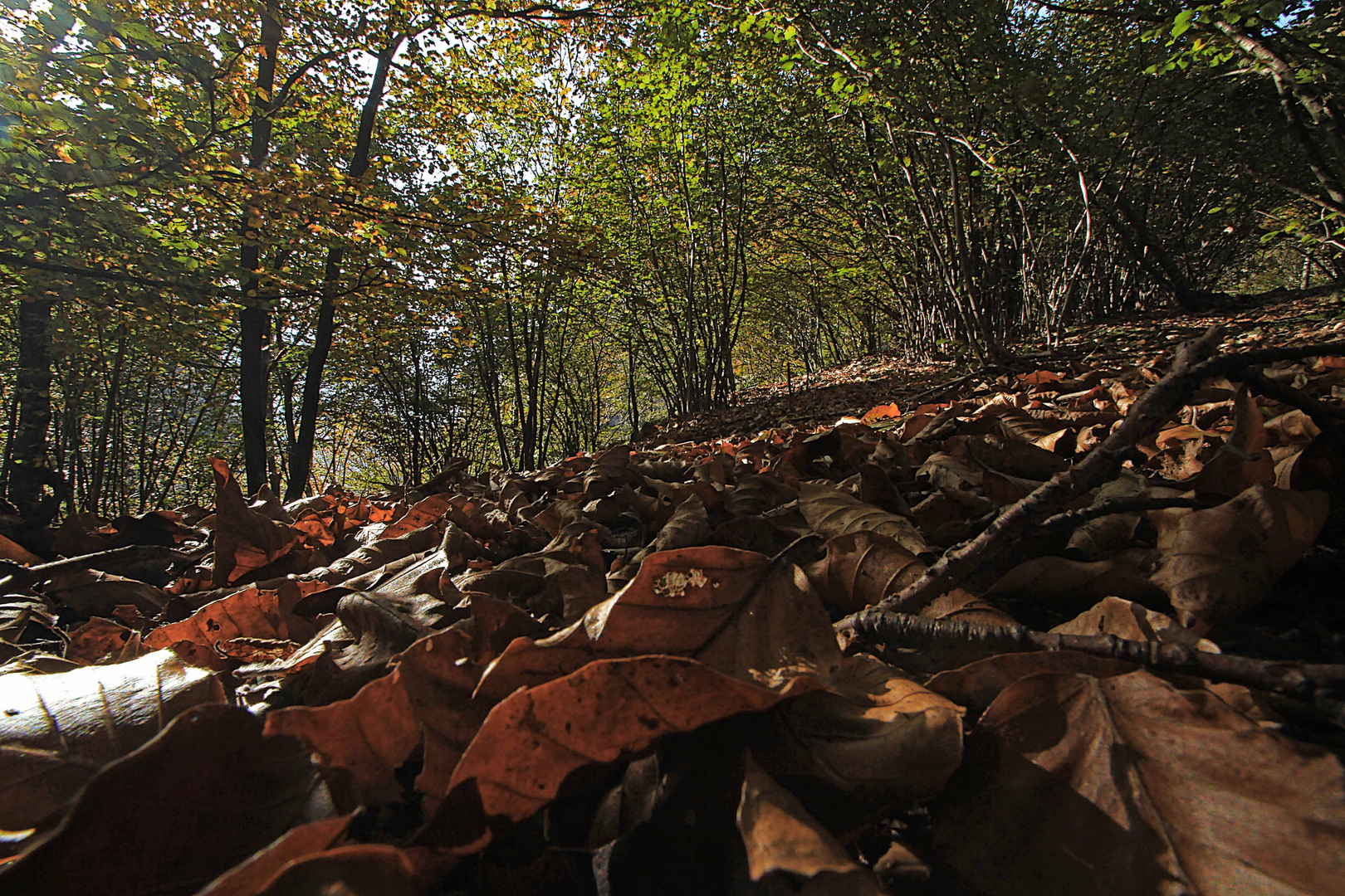 Il bosco d'autunno